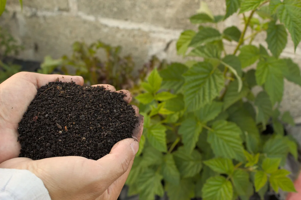 Manos sosteniendo compost fértil