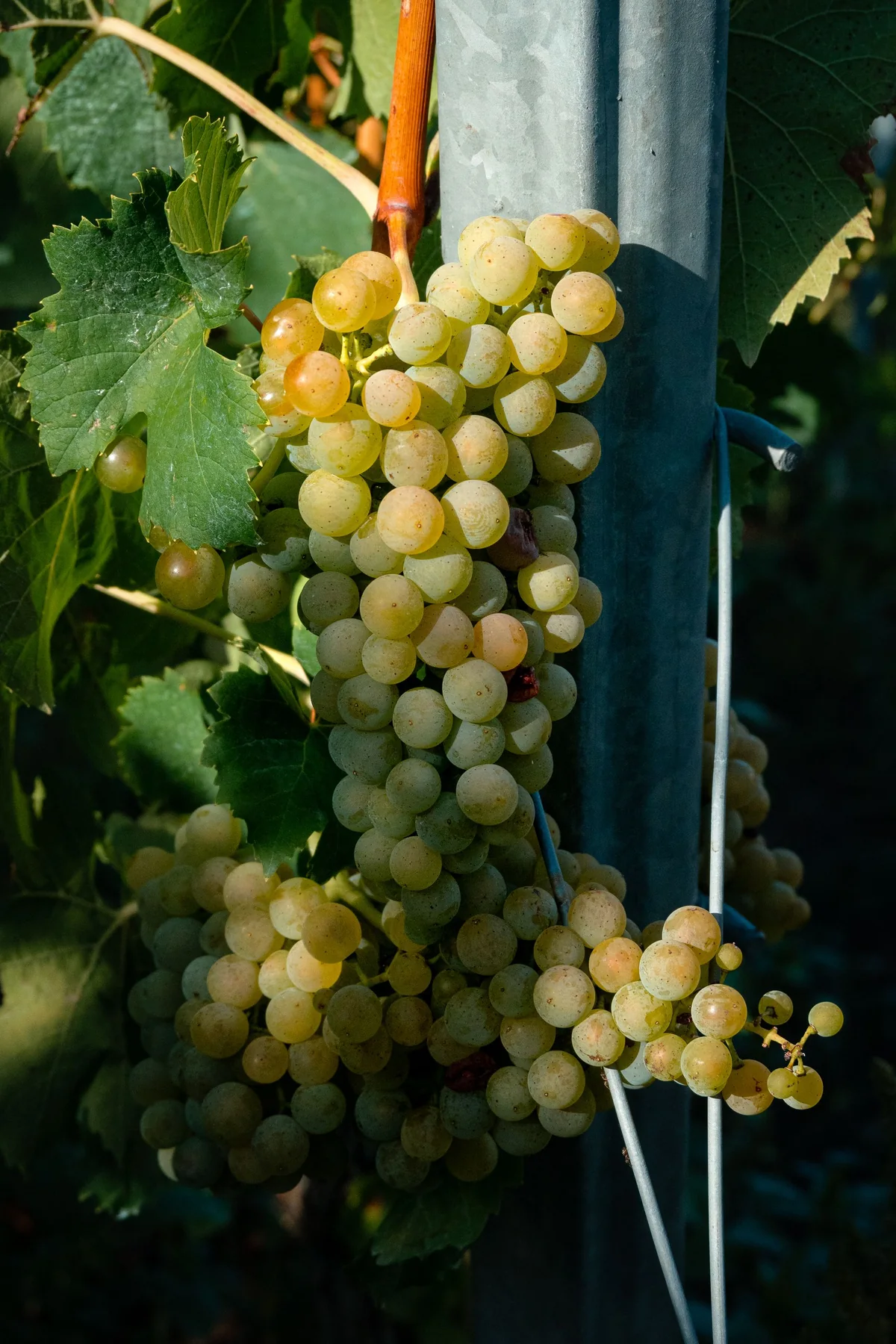 Racimo de uva blanca en la cepa