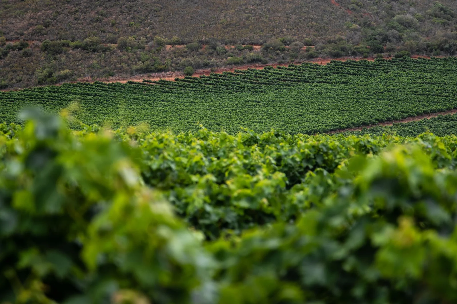 Hileras verdes de un viñedo atlántico