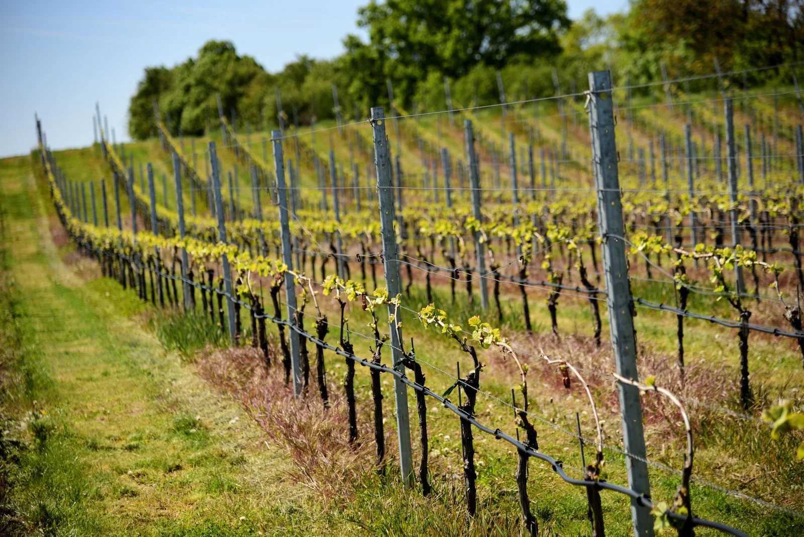 Viñedo en ladera en primavera